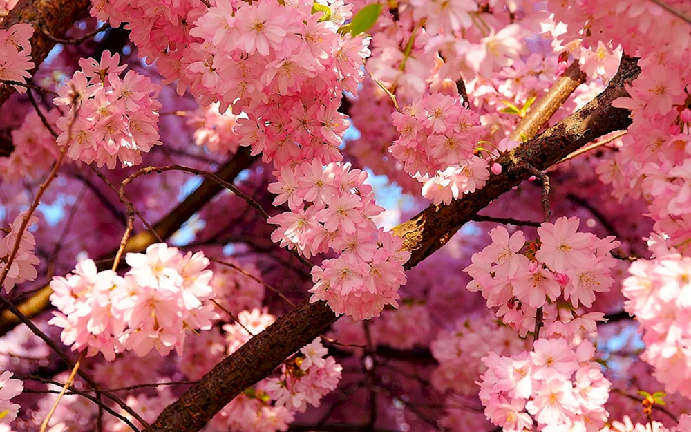 Sakura-Kirschblütenbaum