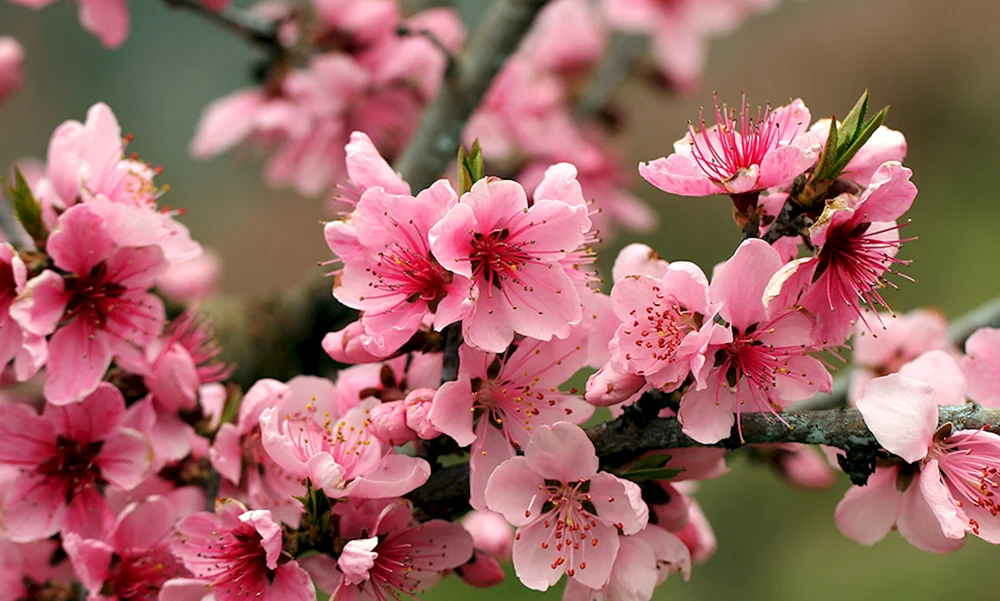Sakura-Kirschblütenbaum.