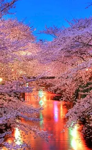 Sakura Kirschblüte