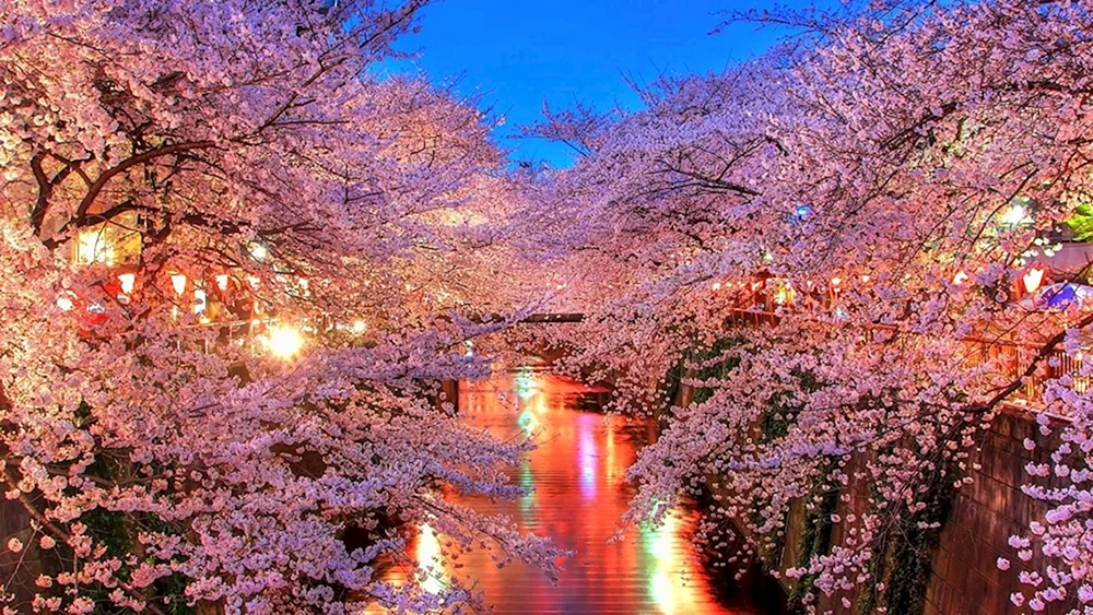 Sakura Kirschblüte