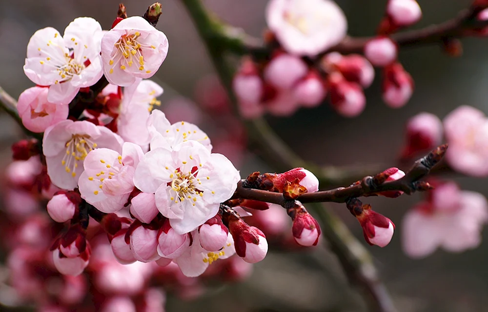 Fotohintergrund Blumen
