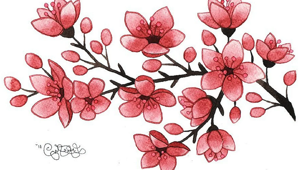 Sakura Kirschblütenbaum