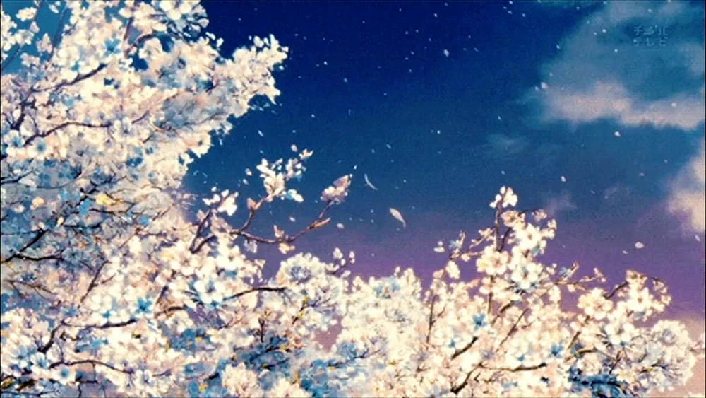 Sakura Kirschblüten Anime