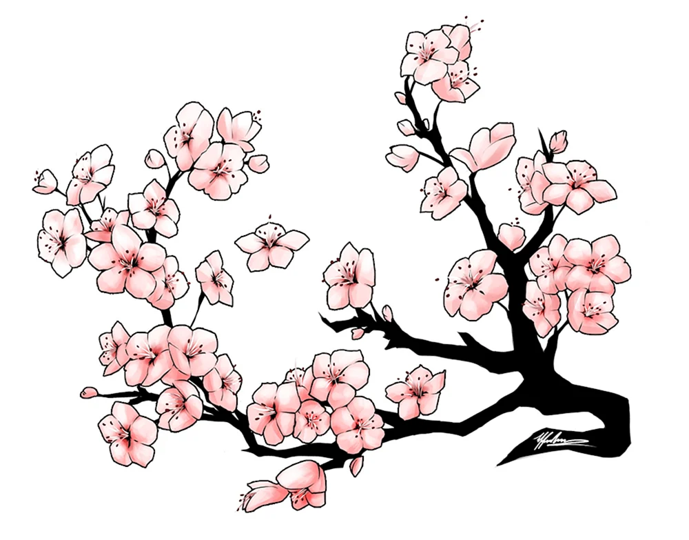 Sakura zum Zeichnen