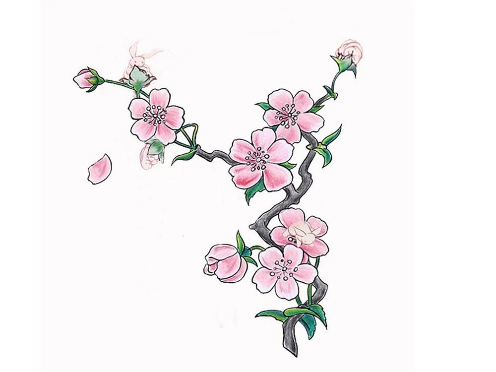 Sakura Skizze
