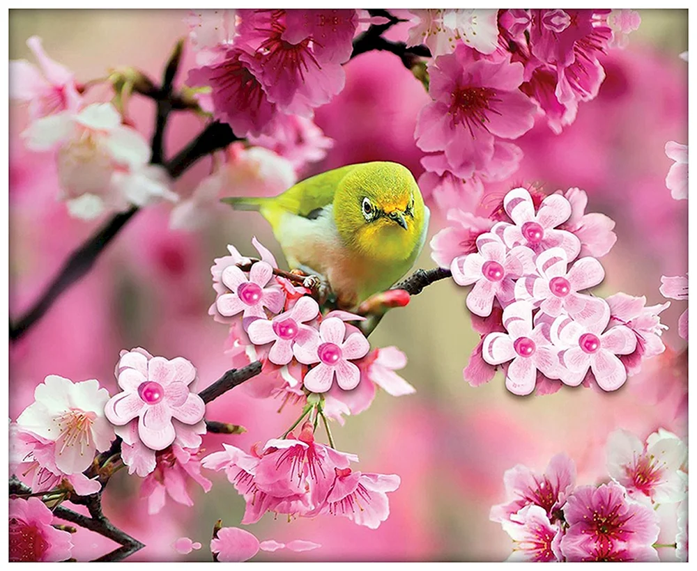 Sakura Japanische weißäugige Blüte