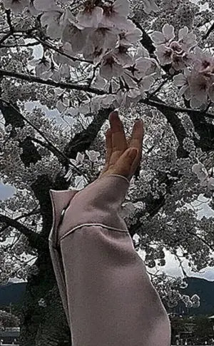 Sakura Busch Hanami