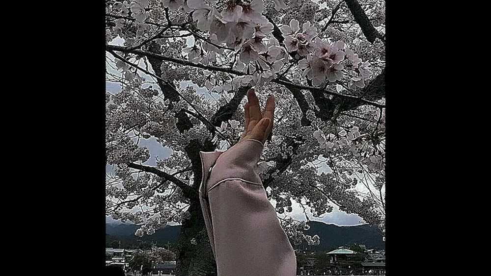 Sakura Busch Hanami