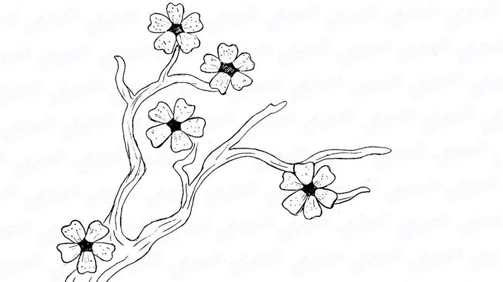 Sakura Zeichnung