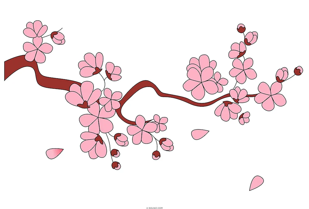 Sakura Zeichnung