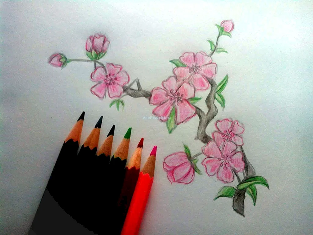 Sakura Zeichnung