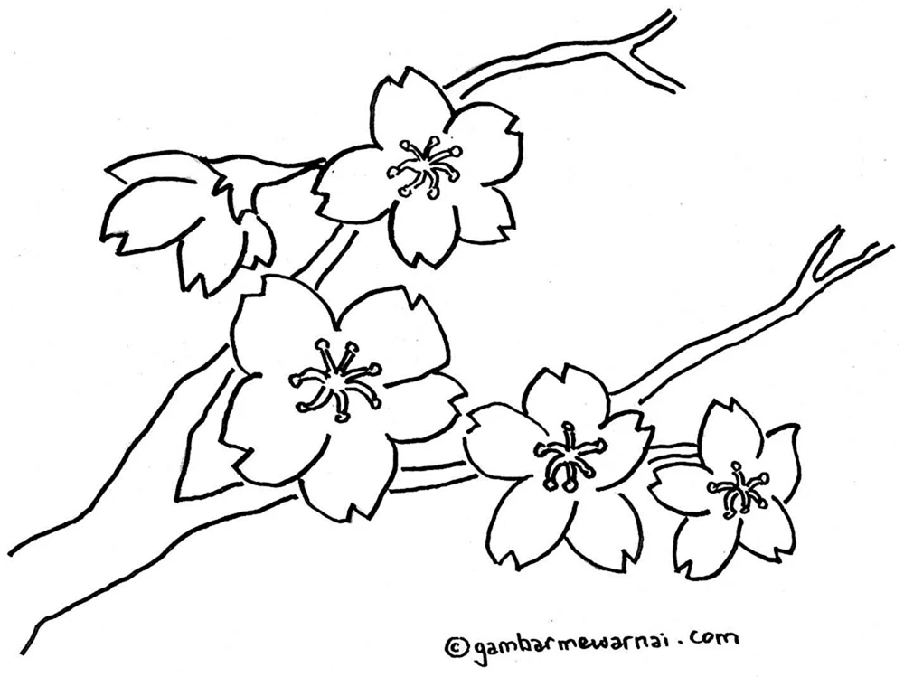 Sakura Zeichnung