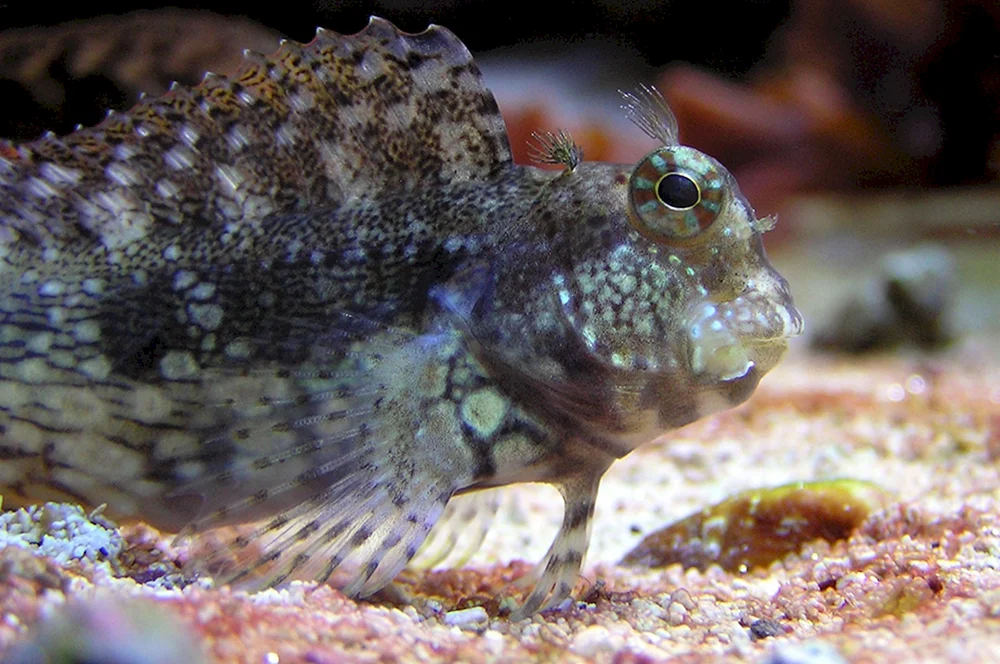 Parablennius sanguinolentus