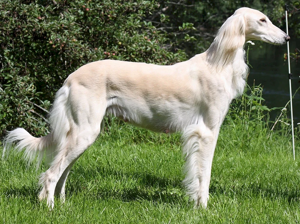 Hund Windhund