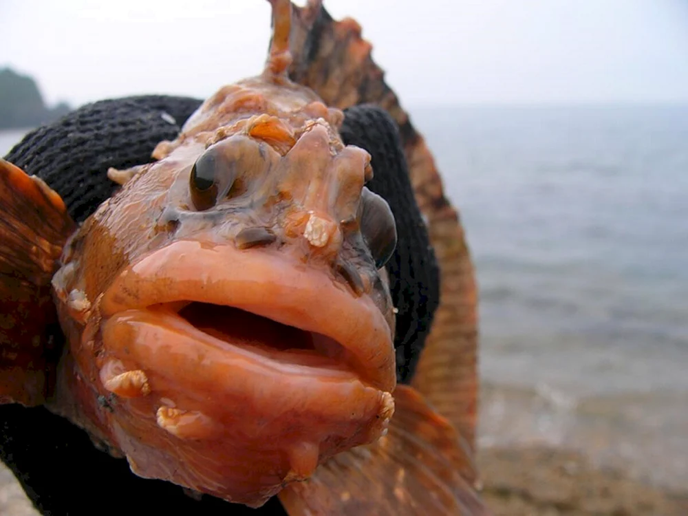 Ein Fisch mit gespannten Lippen