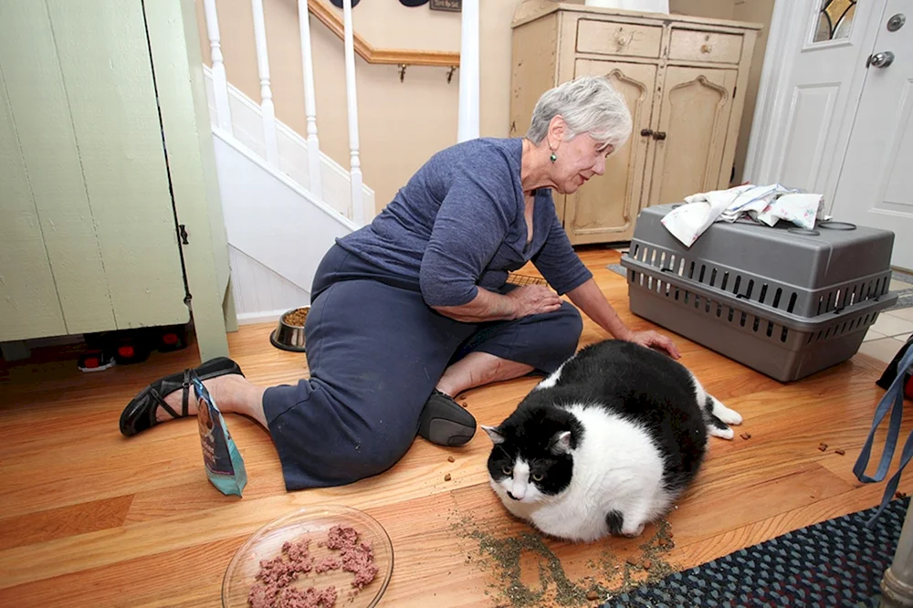 Fette Katze