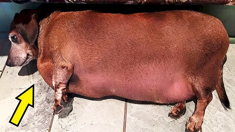 Fettester Hund