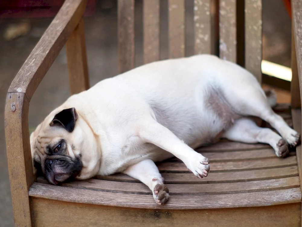 Fetteste Hunde