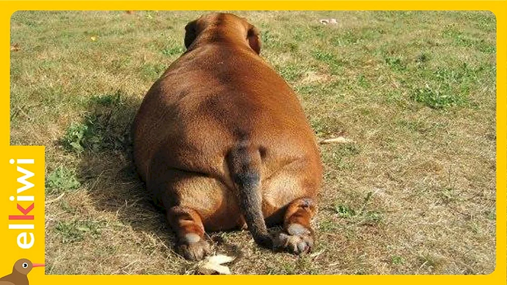 Fetter Hund