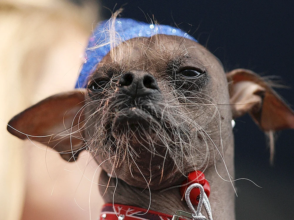 Der hässlichste Hund der Welt Chinese Crested