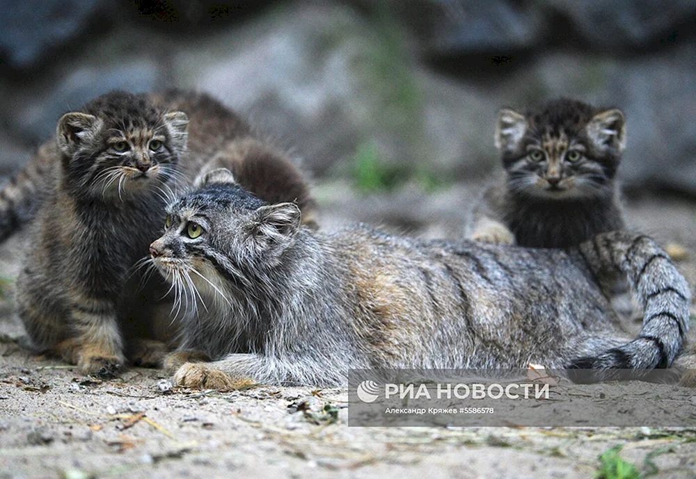 Weibchen Manul
