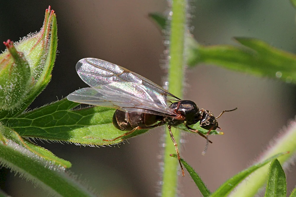 Ameisenweibchen mit Flügeln