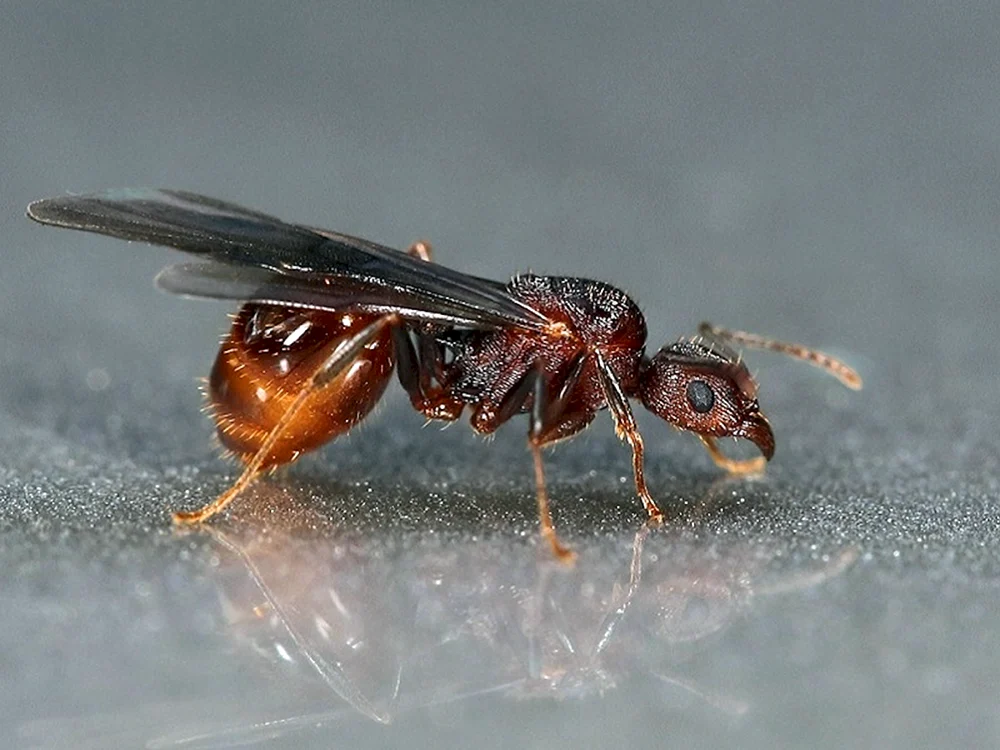 Ameisenweibchen mit Flügeln