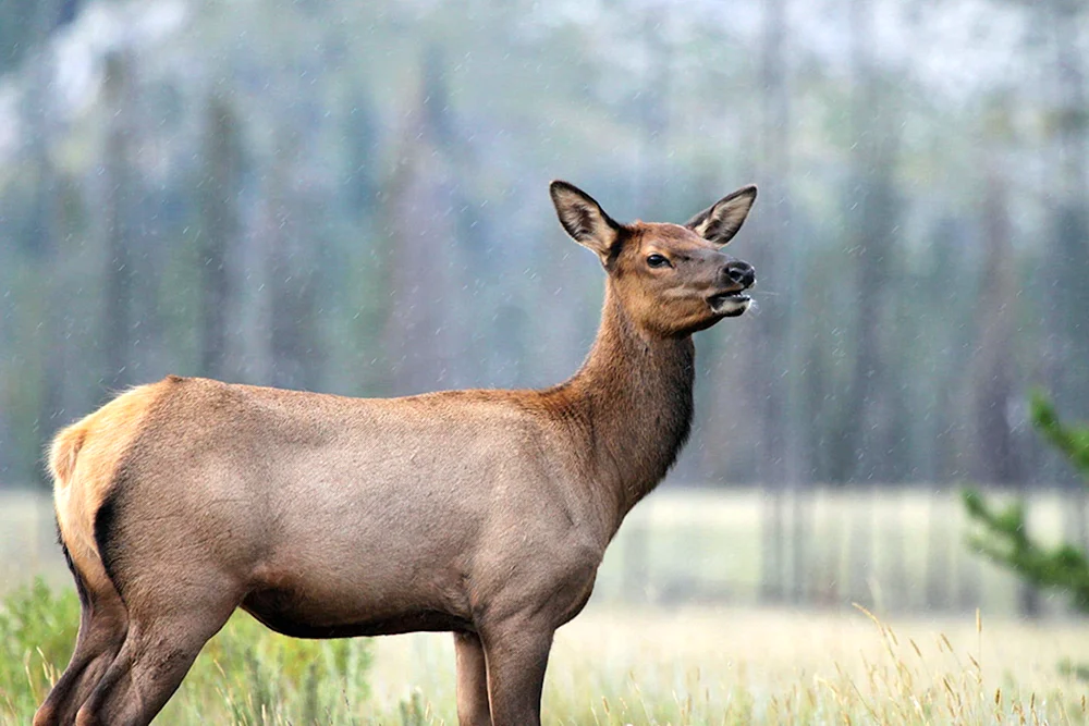 Samkahirsch Wapiti