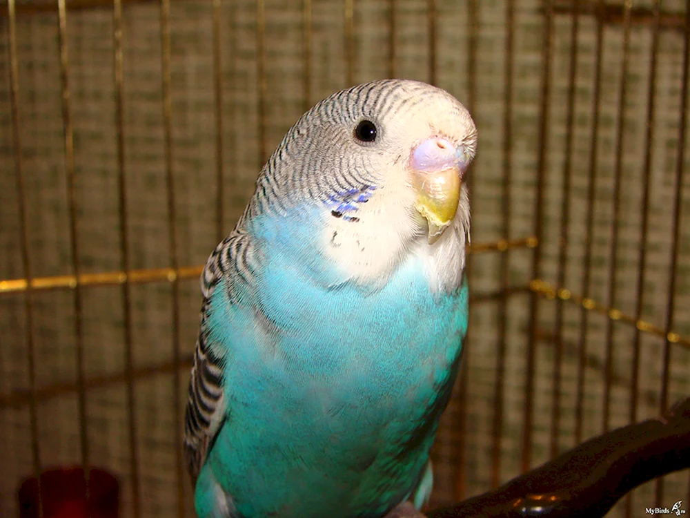 Wachspapagei blau