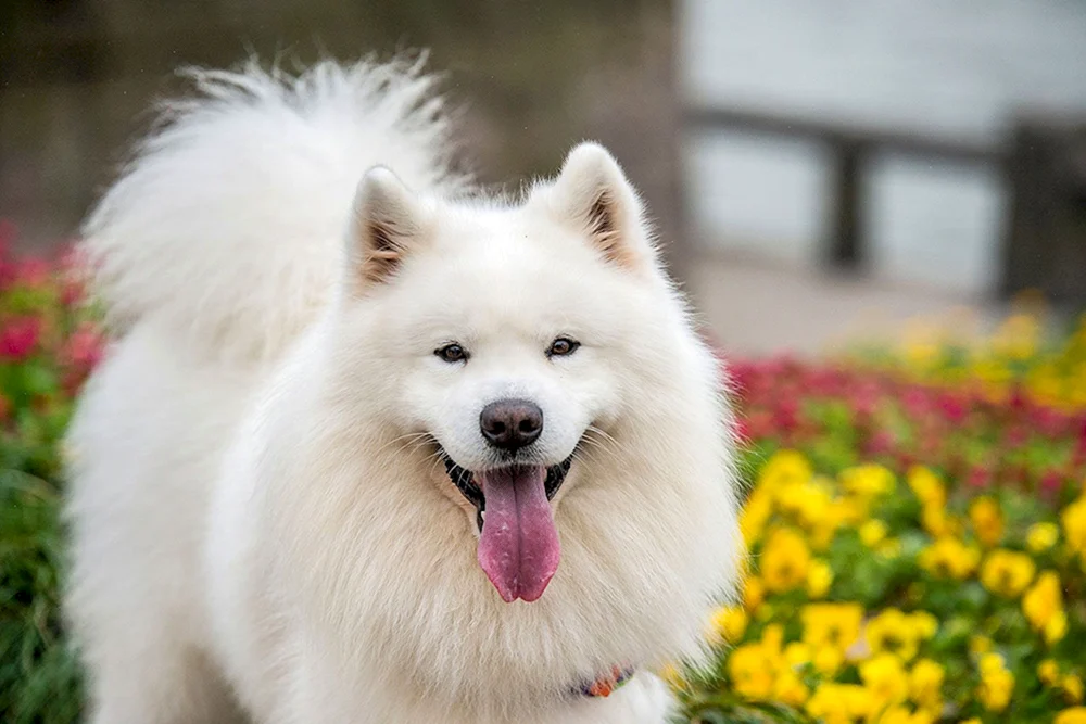 Samojeden-Hund Husky