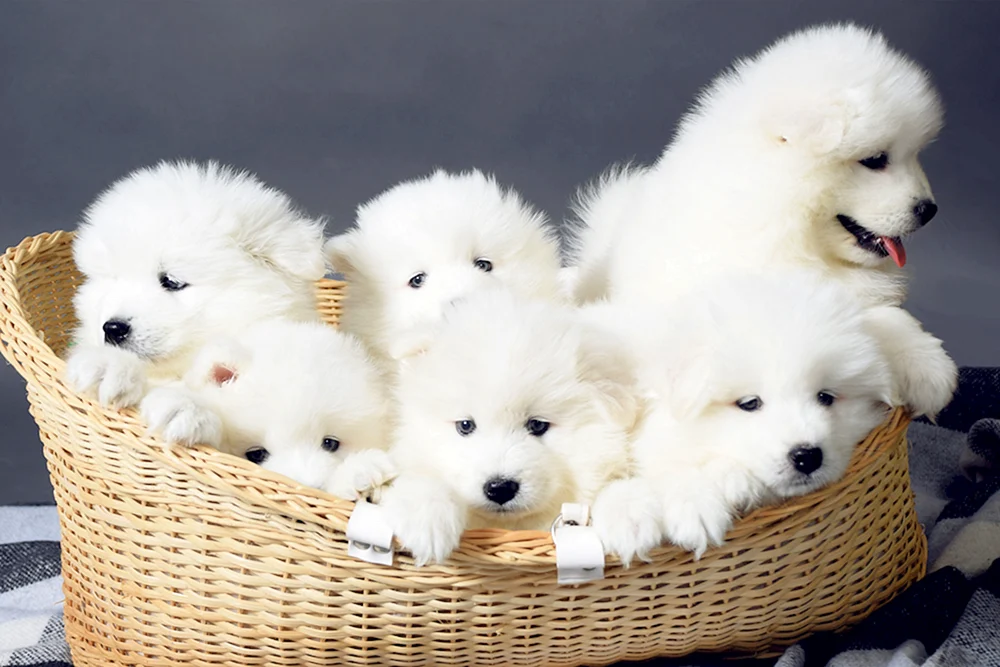 Samojedenhund