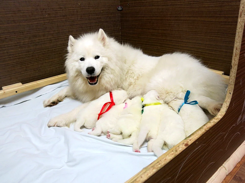 Samojedenhund