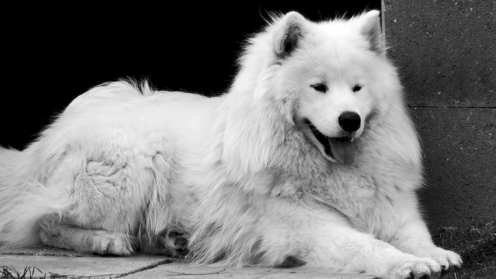 Samoed husky schwarz