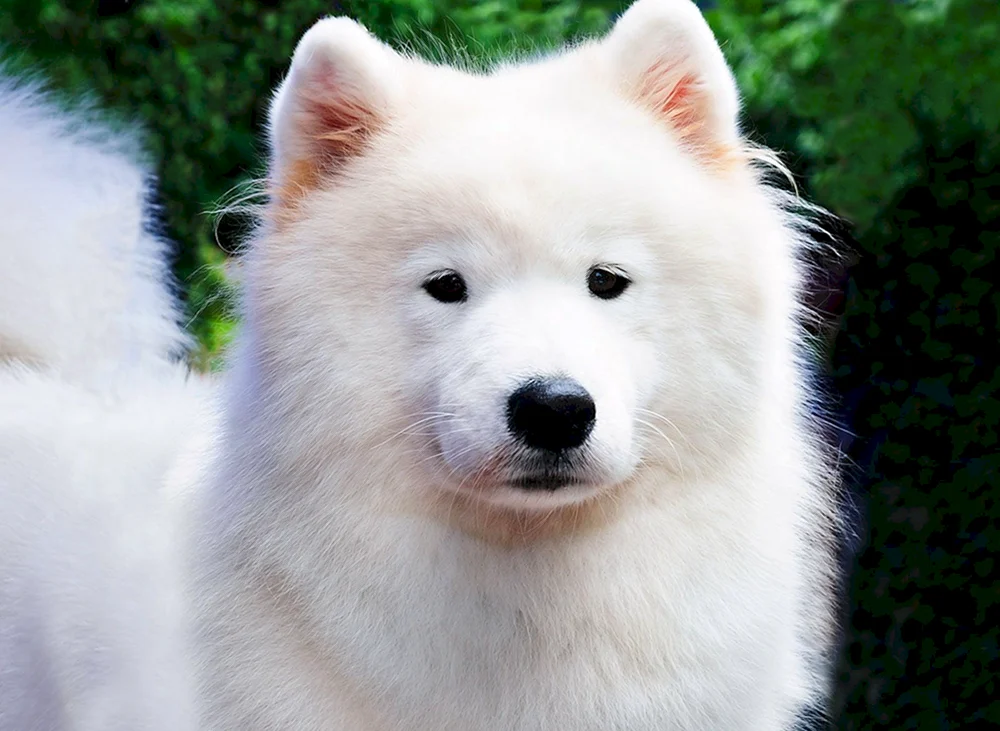 Alaskan Malamute weiß