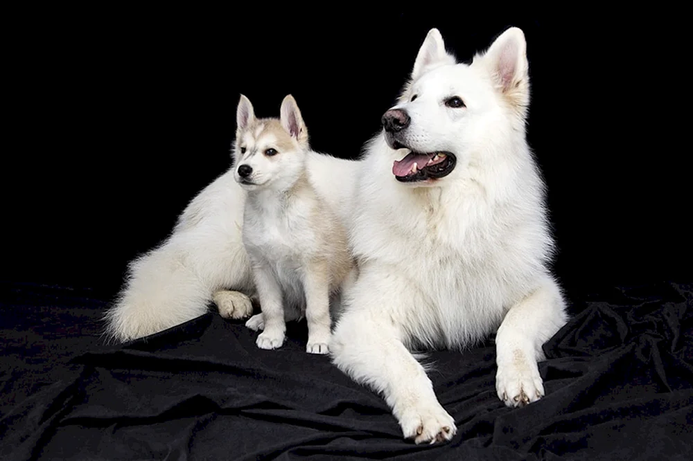 Samoyed Husky