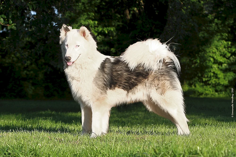 Samojeden-Schlittenhund
