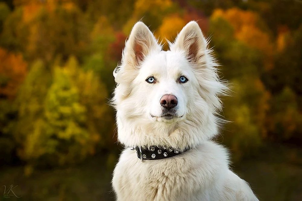 Samoyed Husky. Husky