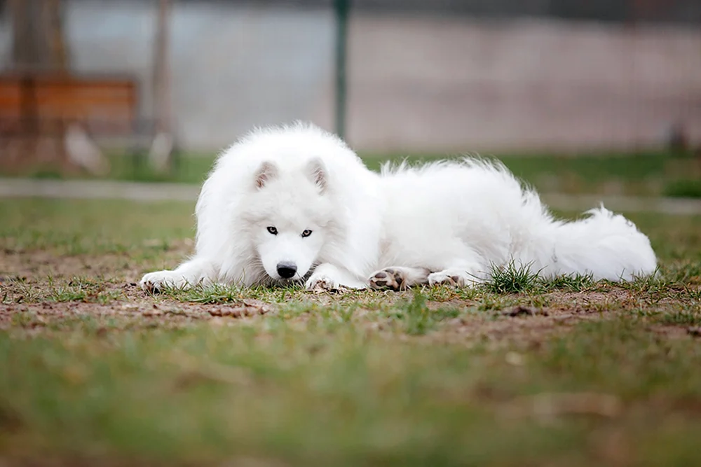 Samoyed Hunderasse