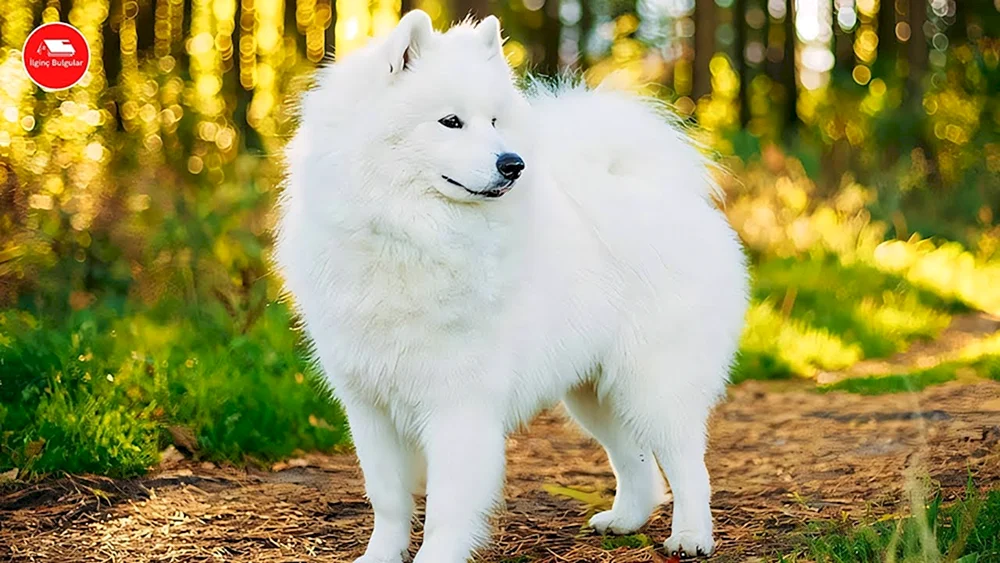 Kisyu Inu