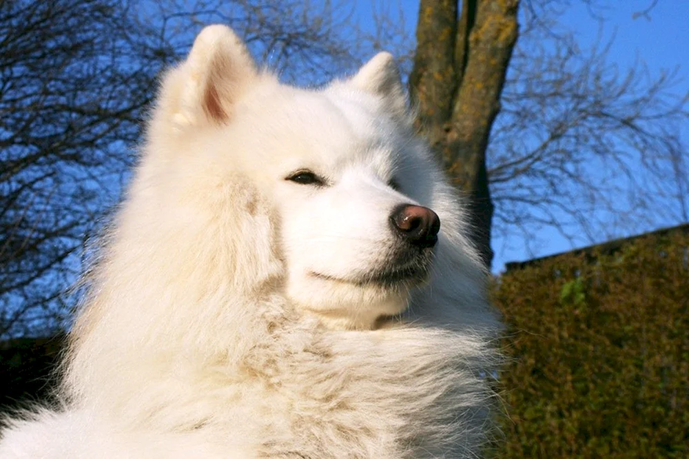 Samoed Husky Hund