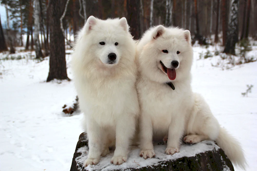 Samoed husky schwarz