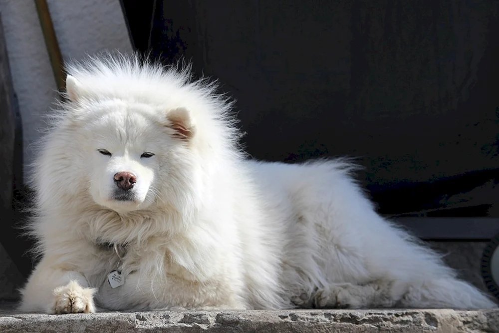 Samojeden-Schäferhund
