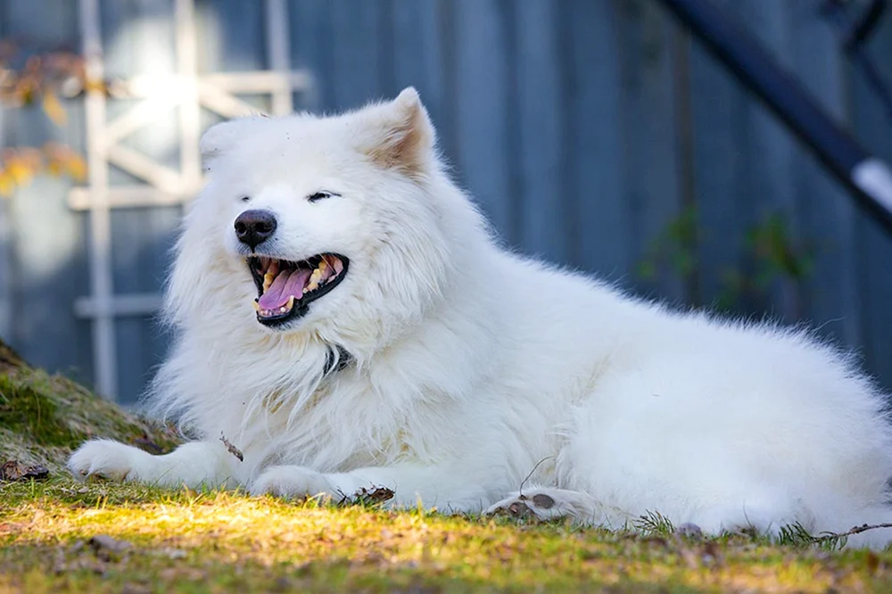 Samojeden-Hund