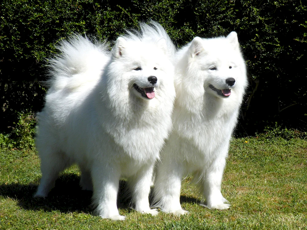 Samojedenhund