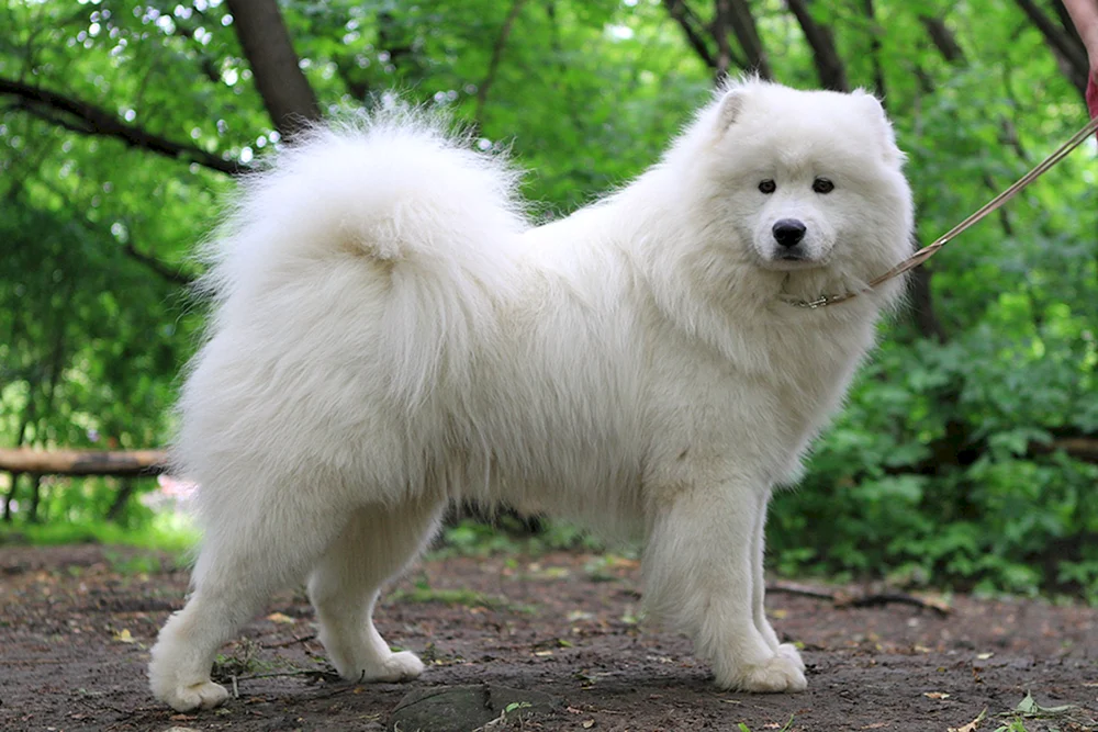 Samojedenhund braun.
