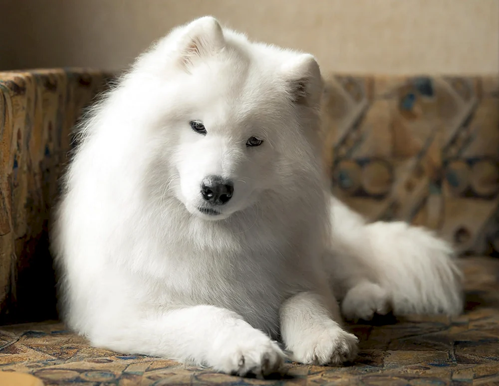 Samojedenhund