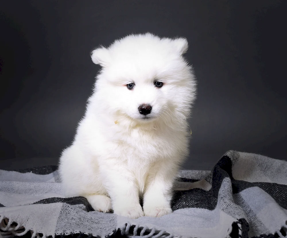 Samojedenhund