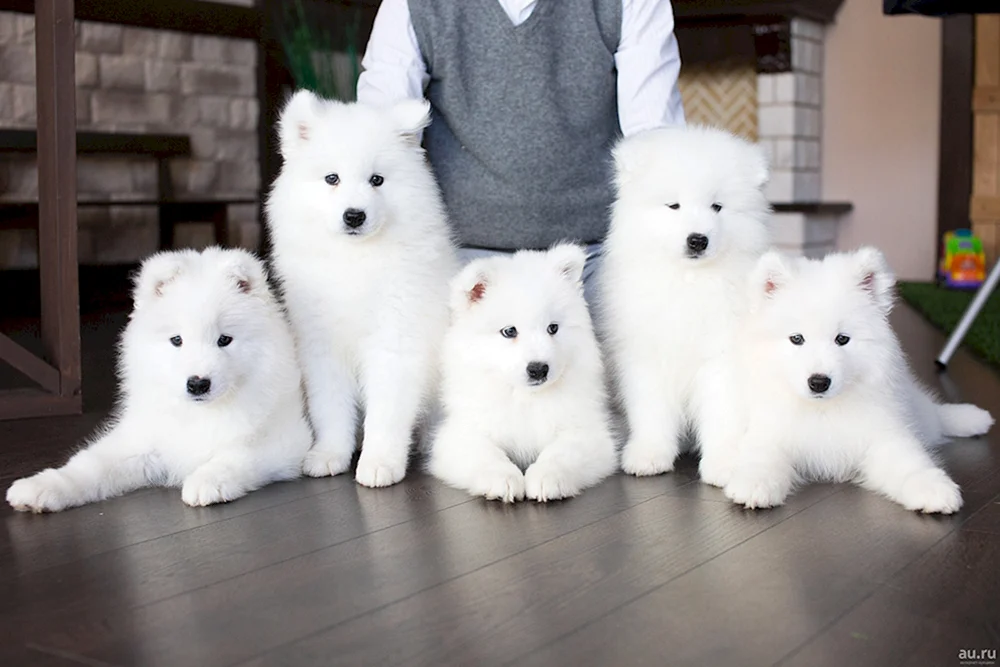 Samojedenhund