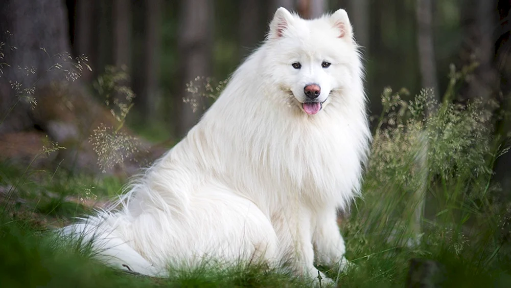 Samoyed Hund