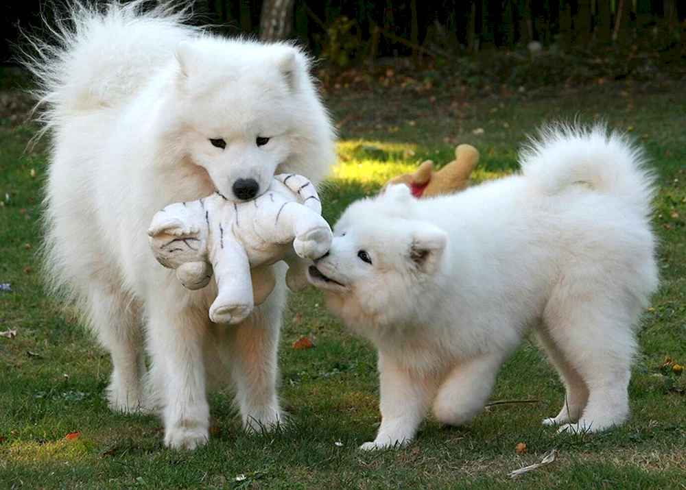 Samojedenhund